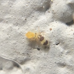 Deuterosminthurus bicinctus