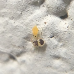 Deuterosminthurus bicinctus