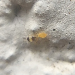 Deuterosminthurus bicinctus