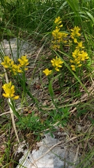 Genista sagittalis