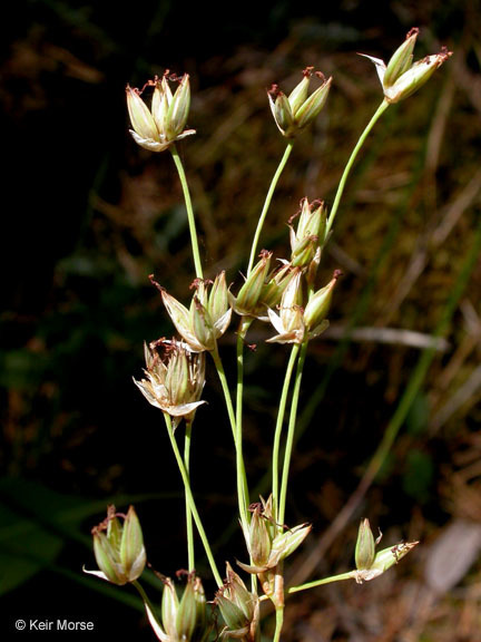 Juncus orthophyllus