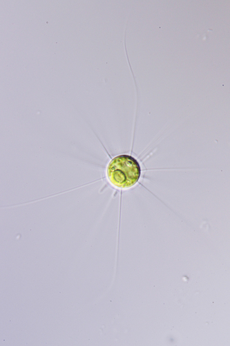 Neochloridaceae