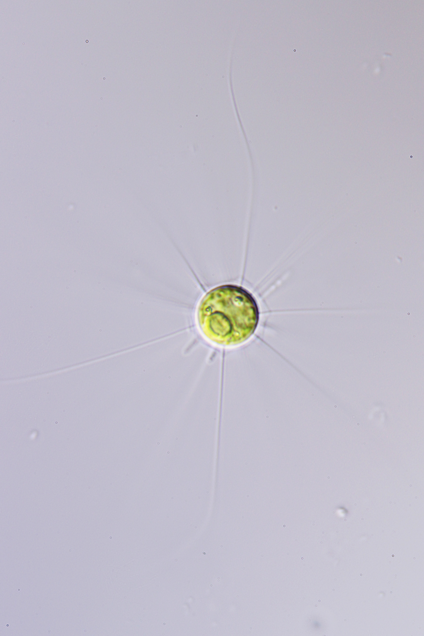 Neochloridaceae