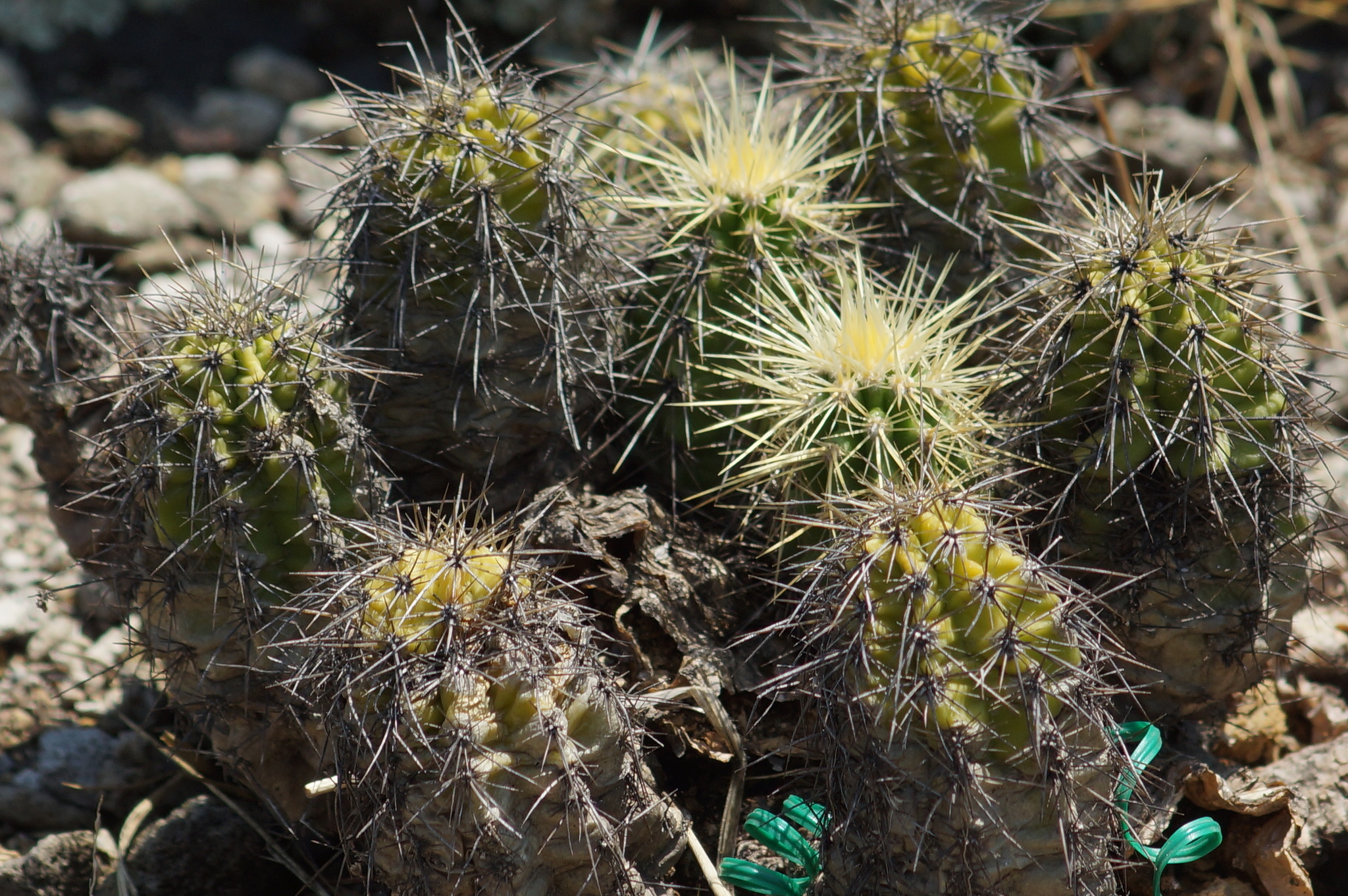 Echinocereus spinigemmatus