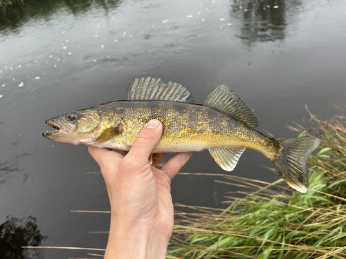 Walleye