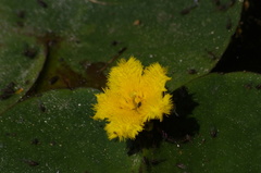 Nymphoides fallax