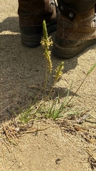 Plantago holosteum