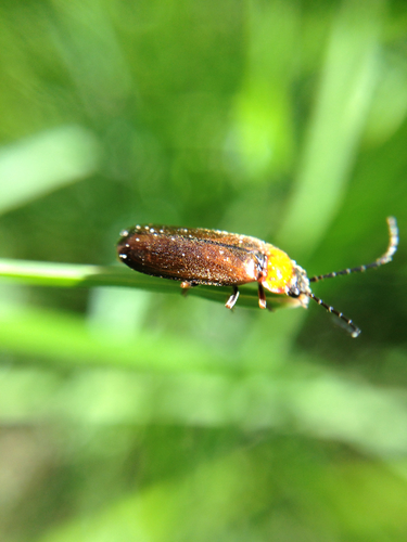 iNaturalist observation photo of Beetles