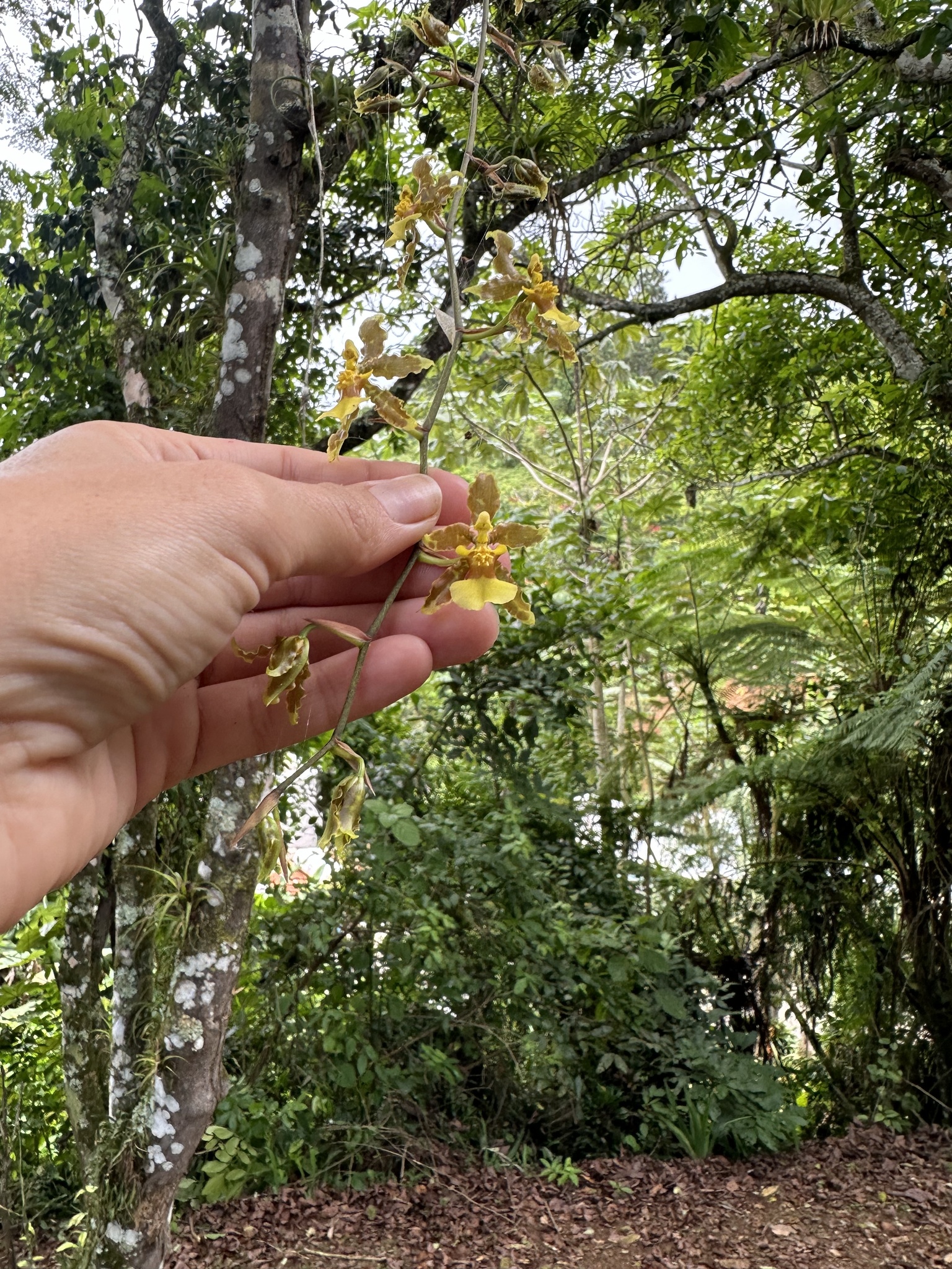 Imagem de Pingo d'ouro