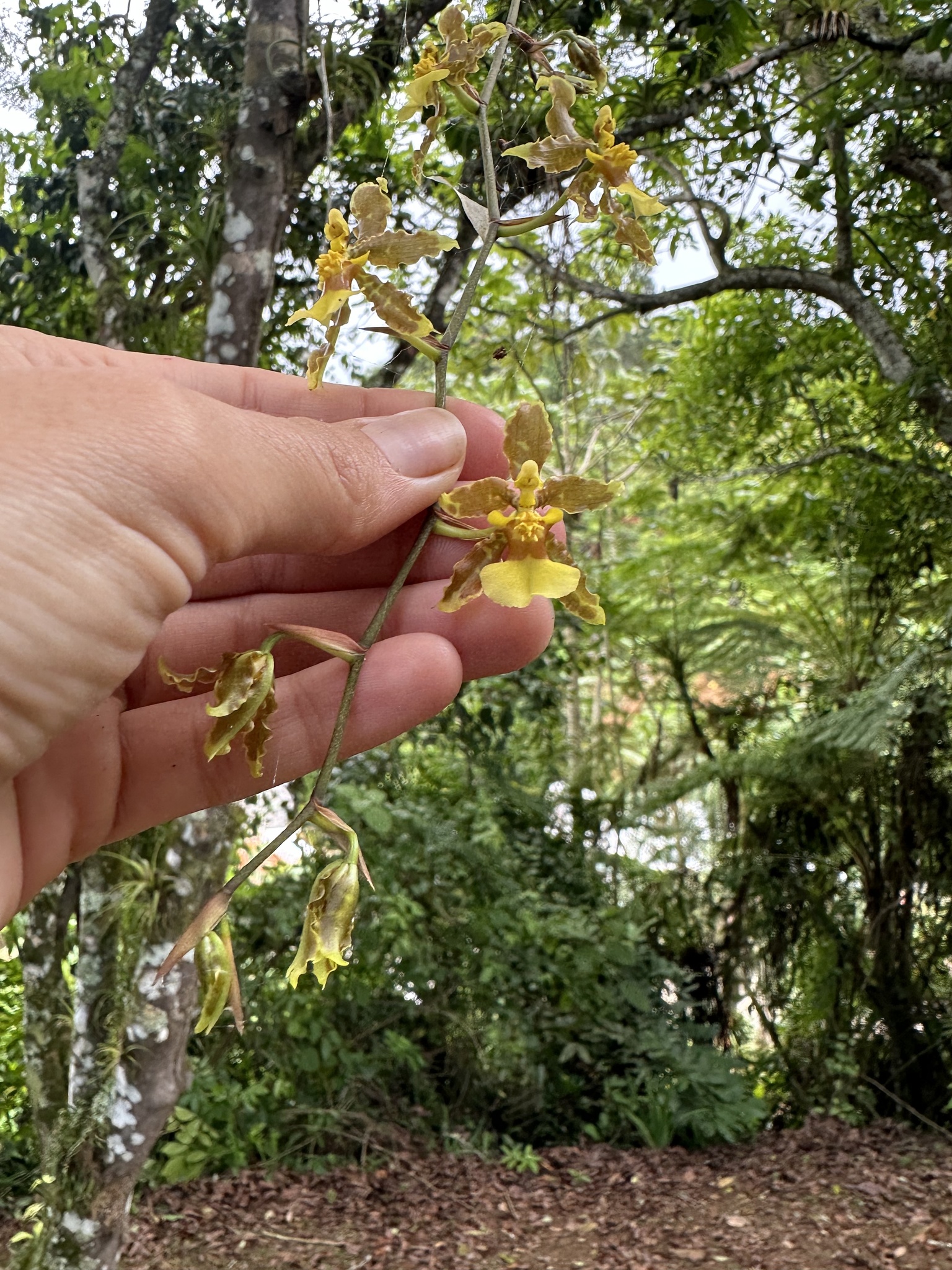Imagem de Pingo d'ouro