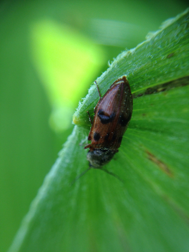 iNaturalist observation photo of Propelling Click Beetle