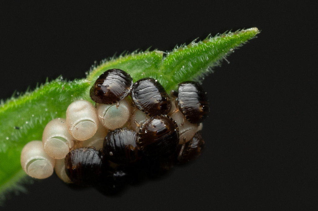 Banasa in July 2024 by Alan Yoshioka · iNaturalist
