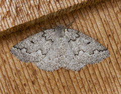 Sabulodes packardata