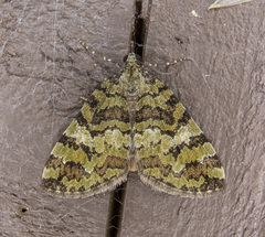 Hydriomena speciosata