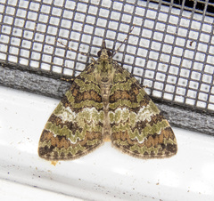 Hydriomena speciosata