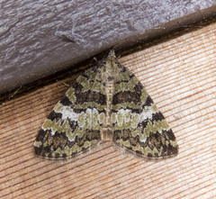 Hydriomena speciosata