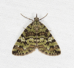 Hydriomena speciosata