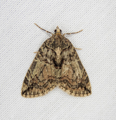 Hydriomena crokeri