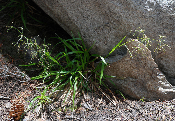 Luzula divaricata