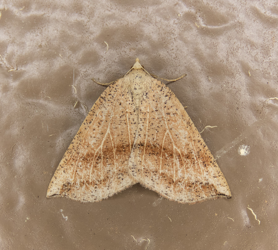 Thallophaga taylorata