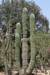 Pachycereus