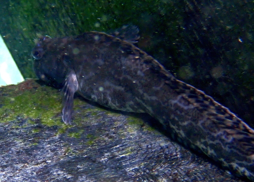 Paralticus amboinensis