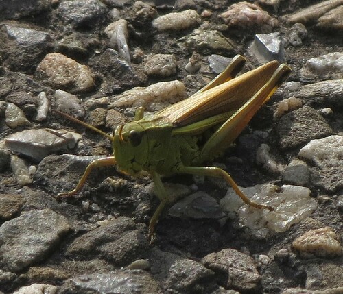 Large Marsh Grasshopper, Kalenberg, Netherlands, photo 8 of 10