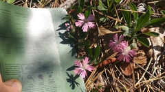 Silene hookeri