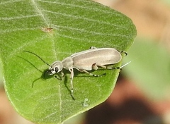 Epicauta cupraeola