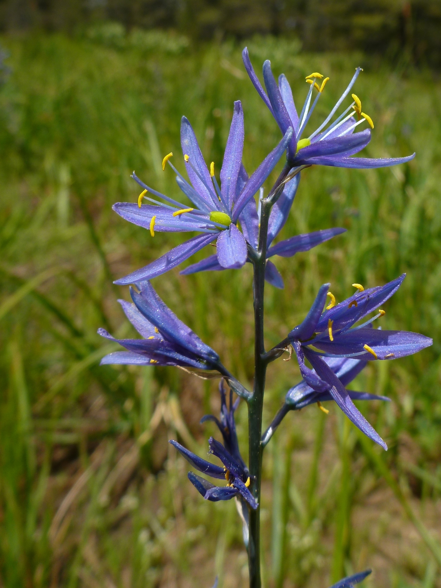 Camassia quamash ssp. breviflora