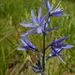 Camassia quamash breviflora - Photo (c) randomtruth, some rights reserved (CC BY-NC-SA)