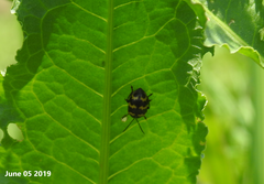 Gallerucida bifasciata
