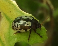 Calligrapha intermedia