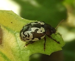 Calligrapha intermedia