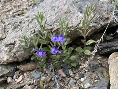 Scutellaria brittonii
