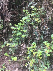 Gaultheria nummularioides