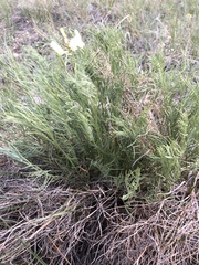 Astragalus pectinatus