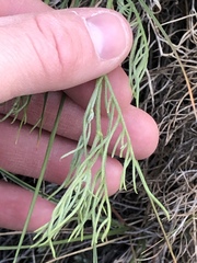 Astragalus pectinatus