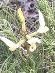 Astragalus pectinatus