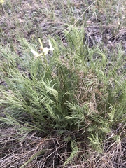 Astragalus pectinatus