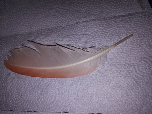 Plume de Flamant du Chili