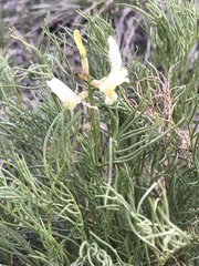 Astragalus pectinatus