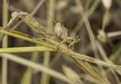 Oedaleonotus phryneicus