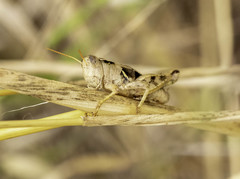 Oedaleonotus phryneicus