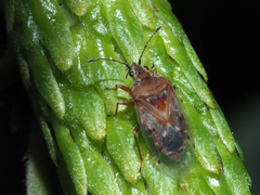 Kleidocerys resedae