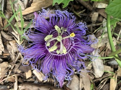 Passiflora