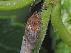 Kleidocerys resedae