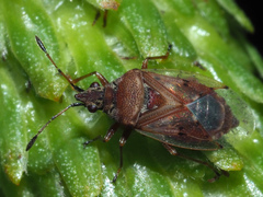 Kleidocerys resedae