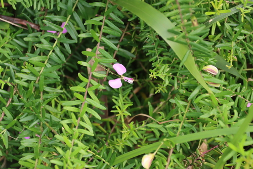 Polygala gazensis, photograph 1