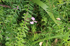 Polygala gazensis, photograph (c) Tony Rebelo, some rights reserved (CC BY-SA)